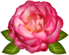 Beautiful Pink Rose Transparent Image