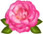 Beautiful Pink Rose Transparent PNG Image