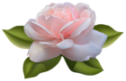 Beautiful Pink Rose with Leaves PNG Image
