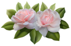 Beautiful Pink Roses PNG Image