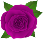 Beautiful Purple Rose Flower PNG Transparent Clipart