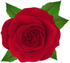 Beautiful Red Rose Flower PNG Transparent Clipart