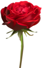 Beautiful Red Rose PNG Clip Art Image