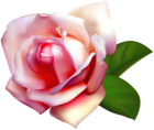 Beautiful Rose Clip Art PNG Image