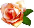 Beautiful Rose Clipart PNG Image