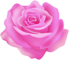 Beautiful Rose Pink Transparent Clipart