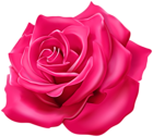 Beautiful Rose Pink Transparent Image
