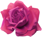 Beautiful Rose Pink Transparent Image