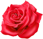 Beautiful Rose Red Transparent Image