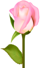 Beautiful Rose Transparent Clip Art PNG Image