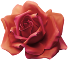 Beautiful Rose Transparent Image