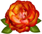 Beautiful Rose Transparent PNG Image