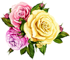Beautiful Roses Transparent Image
