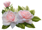 Beautiful Three Pink Roses PNG Image