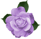 Beautiful Transparent Lilac Rose PNG Picture