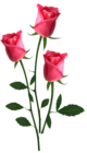 Beautiful Transparent Pink Roses PNG Clipart Picture