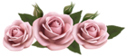 Beautiful Transparent Pink Roses PNG Picture