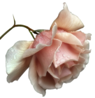 Beautiful Transparent Rose PNG Picture