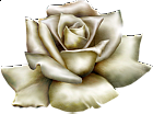 Beautiful White Rose Clipart