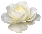 Beautiful White Rose PNG Image