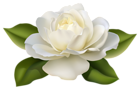 Beautiful White Rose with Leaves PNG Image