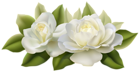 Beautiful White Roses with Leaves PNG Image