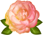 Beautiful Yellow Rose Transparent PNG Image