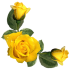 Beautiful Yellow Roses Decor PNG Image
