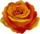 Bicolor Rose Red Yellow Transparent Clipart