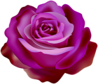 Bicolor Rose Transparent Clipart