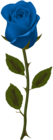Blue Rose Transparent PNG Clip Art