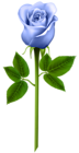 Blue Rose Transparent PNG Image