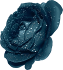 Blue Rose With Dew Clipart
