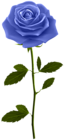 Blue Rose with Stem PNG Clip Art Image