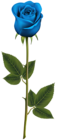 Blue Rose with Stem PNG Transparent Clip Art Image