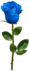 Blue Rose with Stem Transparent Image