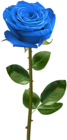 Blue Rose with Stem Transparent PNG Image