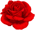 Bright Rose Transparent PNG Clipart