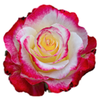 Colorful Rose PNG Clipart Image
