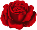 Dark Red Rose PNG Clipart