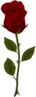 Dark Red Rose Transparent PNG Clip Art