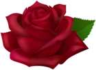 Dark Rose Transparent PNG Clipart