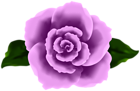 Decorative Purple Rose Transparent Image
