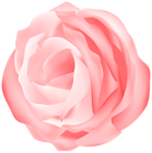Decorative Rose Peach Transparent Image
