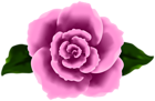 Decorative Rose Pink Transparent Image