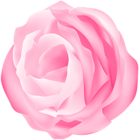 Decorative Rose Pink Transparent Image
