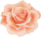 Delicate Orange Rose PNG Clipart