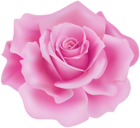 Delicate Pink Rose PNG Clipart