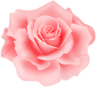 Delicate Rose PNG Clipart