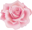 Delicate Soft Pink Rose PNG Clipart
